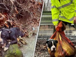 rescued-tennessee-dog-reunited-with-family-heartwarming-video-capture