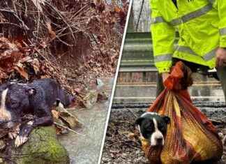 Rescued Tennessee Dog Reunited with Family: Heartwarming Video Capture rescued-tennessee-dog-reunited-with-family-heartwarming-video-capture