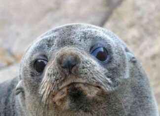 Unlocking Environmental History with Shells, Teeth, and Bones: A Dive into Unique Organisms unlocking-environmental-history-with-shells-teeth-and-bones-a-dive-into-unique-organisms