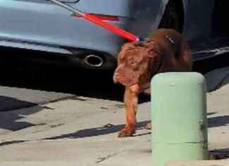 Witnesses recall moments leading up to fatal dog attack witnesses-recall-moments-leading-up-to-fatal-dog-attack