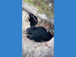 yellowstone-video-bear-hibernation-preparation-guide