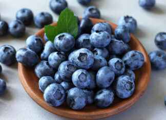 Does Panama Grow Blueberries? Insights From Local Farmers Does Panama Grow Blueberries
