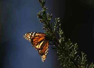 California Monarch Butterfly Population Decline Linked to Topanga Habitat Fire california-monarch-butterfly-population-decline-linked-to-topanga-habitat-fire