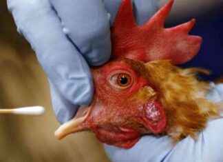 Identifying Mutations in H5N1 Bird Flu Virus: Canadian Teenager Case Study dentifying-mutations-in-h5n1-bird-flu-virus-canadian-teenager-case-study