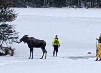 How first responders saved a moose trapped in lake ice in New York how-first-responders-saved-a-moose-trapped-in-lake-ice-in-new-york