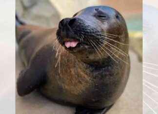 Lincoln Park Zoo in Chicago Loses Flamingo and Seal to Bird Flu Outbreak lincoln-park-zoo-in-chicago-loses-flamingo-and-seal-to-bird-flu-outbreak