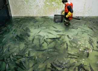 Massive 13,000 Live Salmon Caught by NY Food Bank massive-13000-live-salmon-caught-by-ny-food-bank