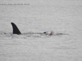 mother-whale-mourns-dead-calf-heartbreaking-video-captures-grief