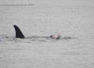 Mother Whale Mourns Dead Calf: Heartbreaking Video Captures Grief mother-whale-mourns-dead-calf-heartbreaking-video-captures-grief