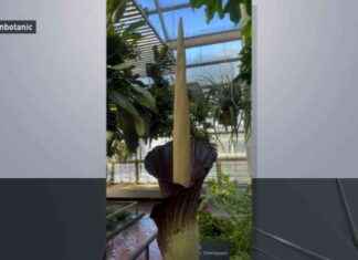 Rare Blooming Corpse Flower at Brooklyn Botanic Garden – Limited Time Event rare-blooming-corpse-flower-at-brooklyn-botanic-garden-limited-time-event