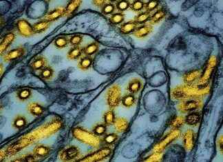 Recall of Raw Pet Food Due to H5N1 Bird Flu: Increase in Illness Among Cats in L.A. County recall-of-raw-pet-food-due-to-h5n1-bird-flu-ncrease-in-llness-among-cats-in-la-county