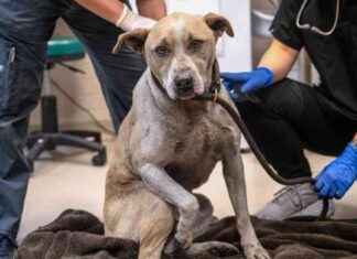 Rescue Groups in California Provide Care for Pets with Burns and Injuries rescue-groups-in-california-provide-care-for-pets-with-burns-and-njuries