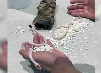 Top Unusual Finds at Airport Security Checkpoints in 2024: A TSA Report top-unusual-finds-at-airport-security-checkpoints-in-2024-a-tsa-report