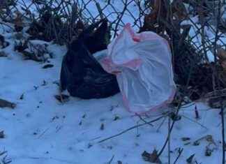 Tragic Discovery: Three Newborn Puppies Found Frozen in Bags in Connecticut tragic-discovery-three-newborn-puppies-found-frozen-in-bags-in-connecticut