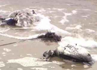 Avian Flu Suspected in Dozens of Dead Birds on Long Island avian-flu-suspected-in-dozens-of-dead-birds-on-long-sland