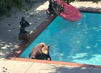 Bear makes home after Eaton fire, enjoys pool and trash dining bear-makes-home-after-eaton-fire-enjoys-pool-and-trash-dining