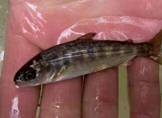 Boosting Salmon Population in Northern California River boosting-salmon-population-in-northern-california-river