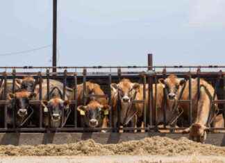 CDC Study: Bird Flu Spreading in Dairy Cows cdc-study-bird-flu-spreading-in-dairy-cows