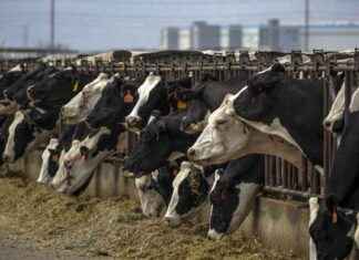 H5N1 Bird Flu Variant Discovered in Nevada Dairy Worker h5n1-bird-flu-variant-discovered-in-nevada-dairy-worker