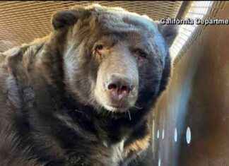 Massive 525-Pound Bear Discovered in Home Crawl Space After Surviving LA Wildfires massive-525-pound-bear-discovered-in-home-crawl-space-after-surviving-la-wildfires