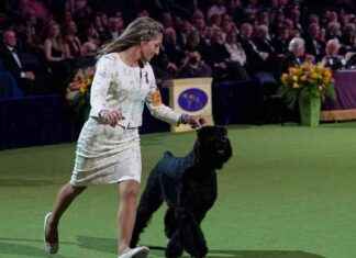 Monty the Giant Schnauzer Wins 149th Westminster Dog Show monty-the-giant-schnauzer-wins-149th-westminster-dog-show