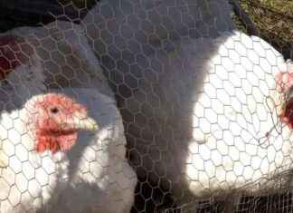 NYC Live Poultry Markets Closed Due to Avian Flu nyc-live-poultry-markets-closed-due-to-avian-flu