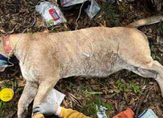 Record-Breaking Panther Captured by Florida Biologists record-breaking-panther-captured-by-florida-biologists