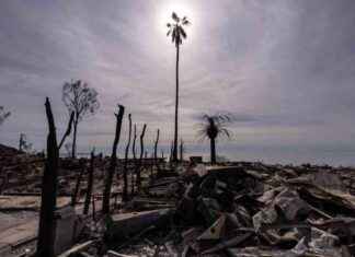 Removing Palm Trees to Prevent Fire Spread: Column Analysis removing-palm-trees-to-prevent-fire-spread-column-analysis