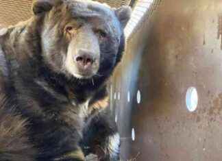 Rescued 525-Pound Bear from Underneath Altadena Home Evacuation rescued-525-pound-bear-from-underneath-altadena-home-evacuation