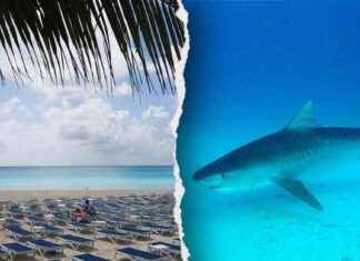 Shark Attack in Turks and Caicos: Tourist Loses Hands shark-attack-in-turks-and-caicos-tourist-loses-hands