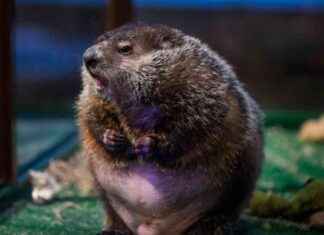 Staten Island Chuck Predicts Early Spring staten-sland-chuck-predicts-early-spring