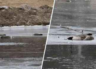 Westchester County Park Closed Due to Bird Flu Outbreak westchester-county-park-closed-due-to-bird-flu-outbreak