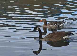 Canada and USA News: Political, Economic, and Cultural Relations Canada and USA News: Political, Economic, and Cultural Relations