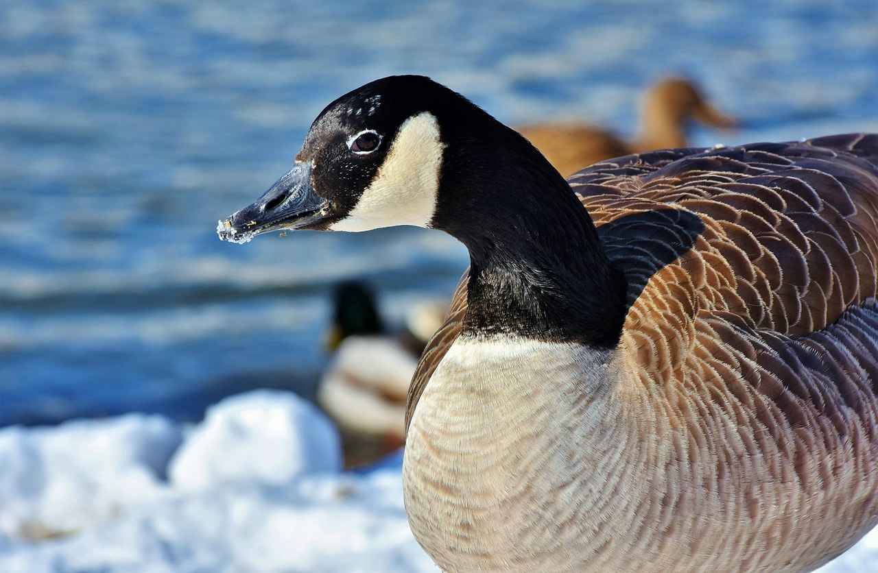 Canada and USA News: Political, Economic, and Cultural Relations 6 Security and Defense Collaboration