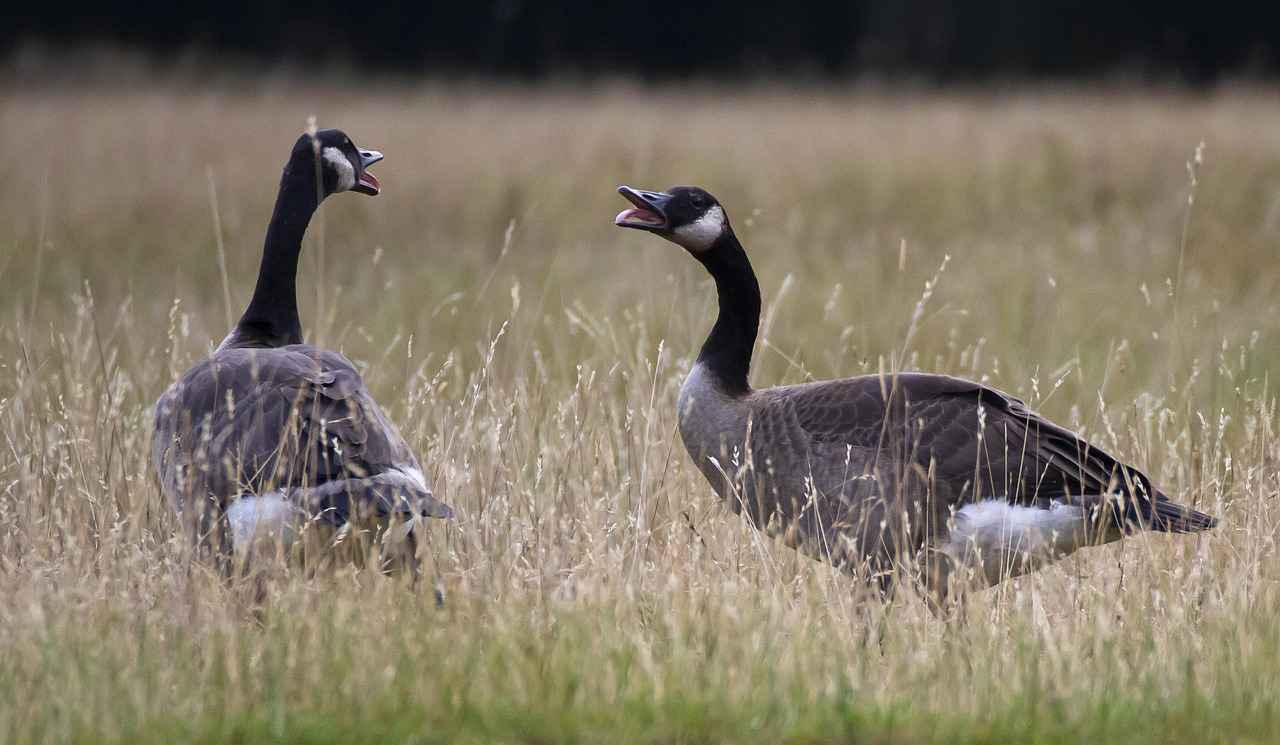 Canada and USA News: Political, Economic, and Cultural Relations 8 Immigration Trends and Policies