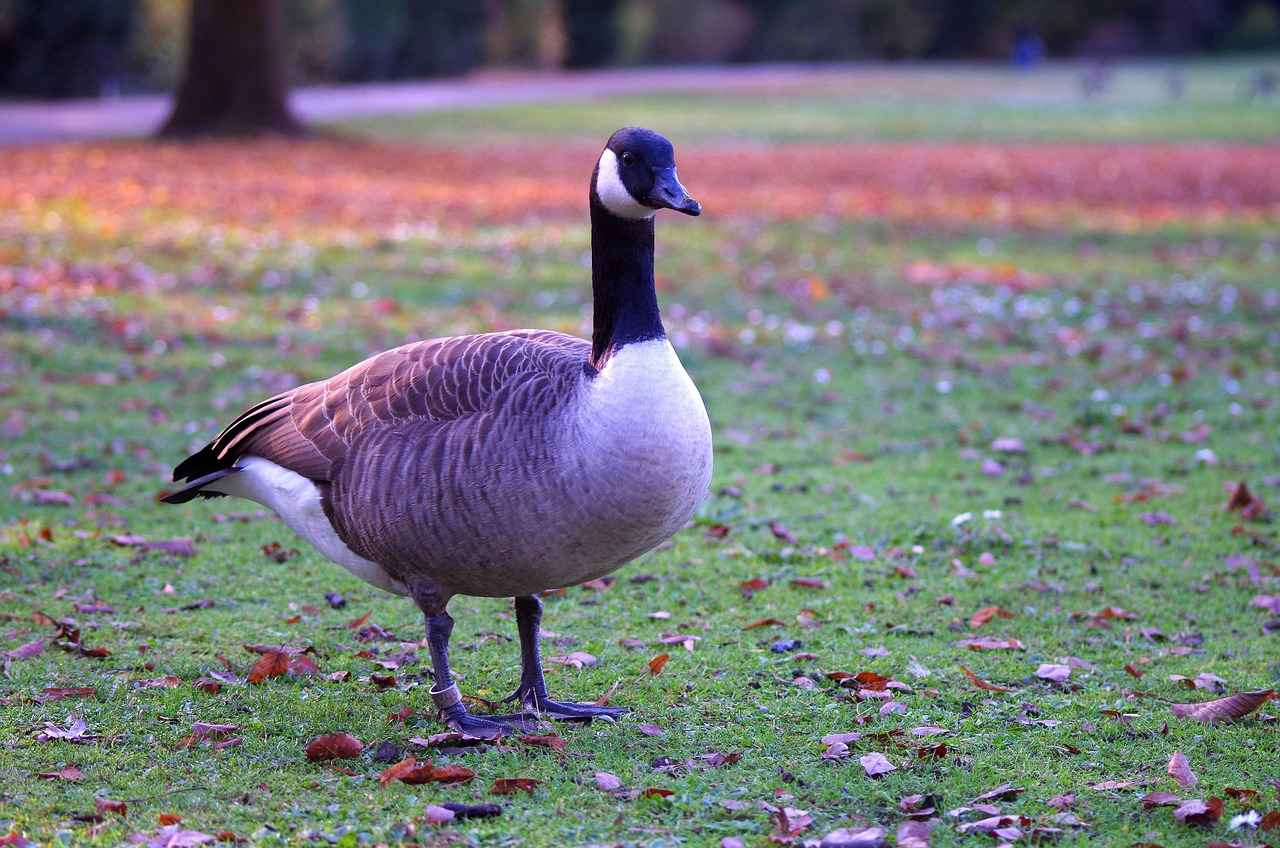 Canada USA News: Cross-Border Relations and Trade Agreements 1 Understanding Canada-USA Trade Agreements