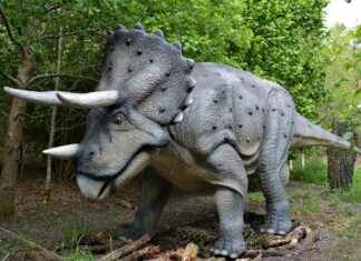 Dinoland USA News: Theme Park Attractions and Updates Dinoland USA News: Theme Park Attractions and Updates