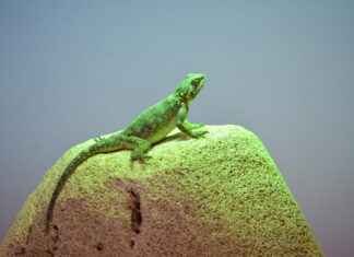 How do marbled geckos benefit their environment How do marbled geckos benefit their environment
