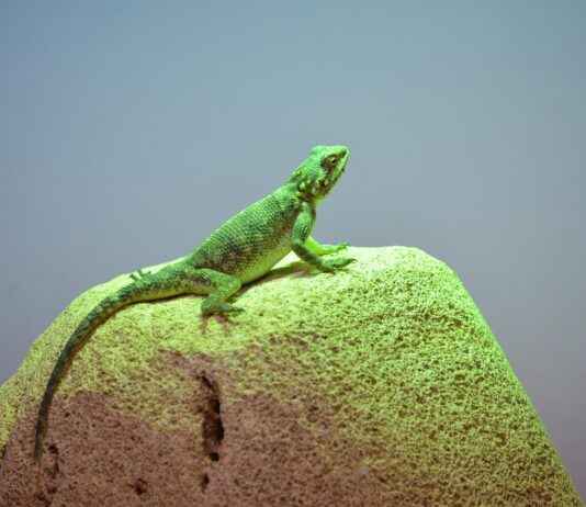 How do marbled geckos benefit their environment How do marbled geckos benefit their environment