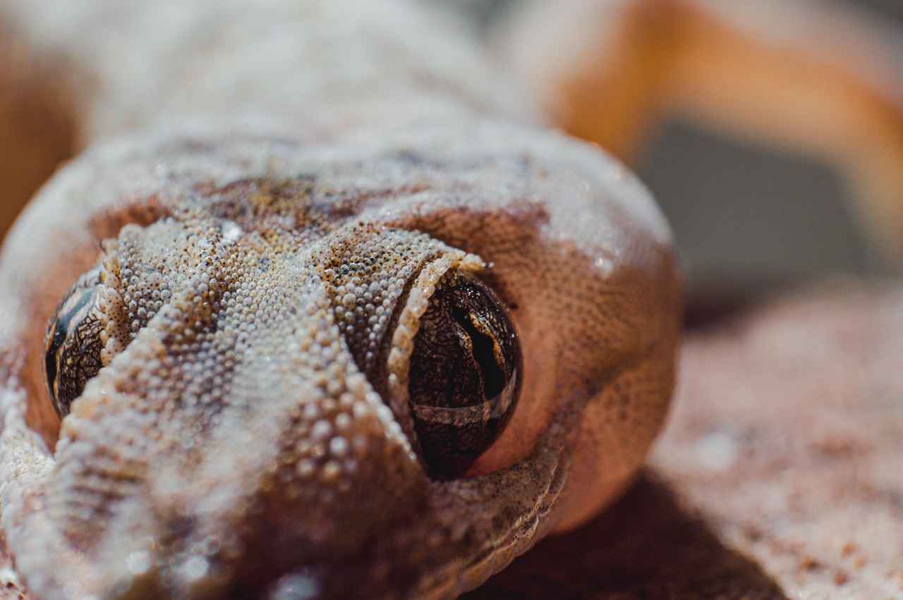 Understanding Marbled Geckos