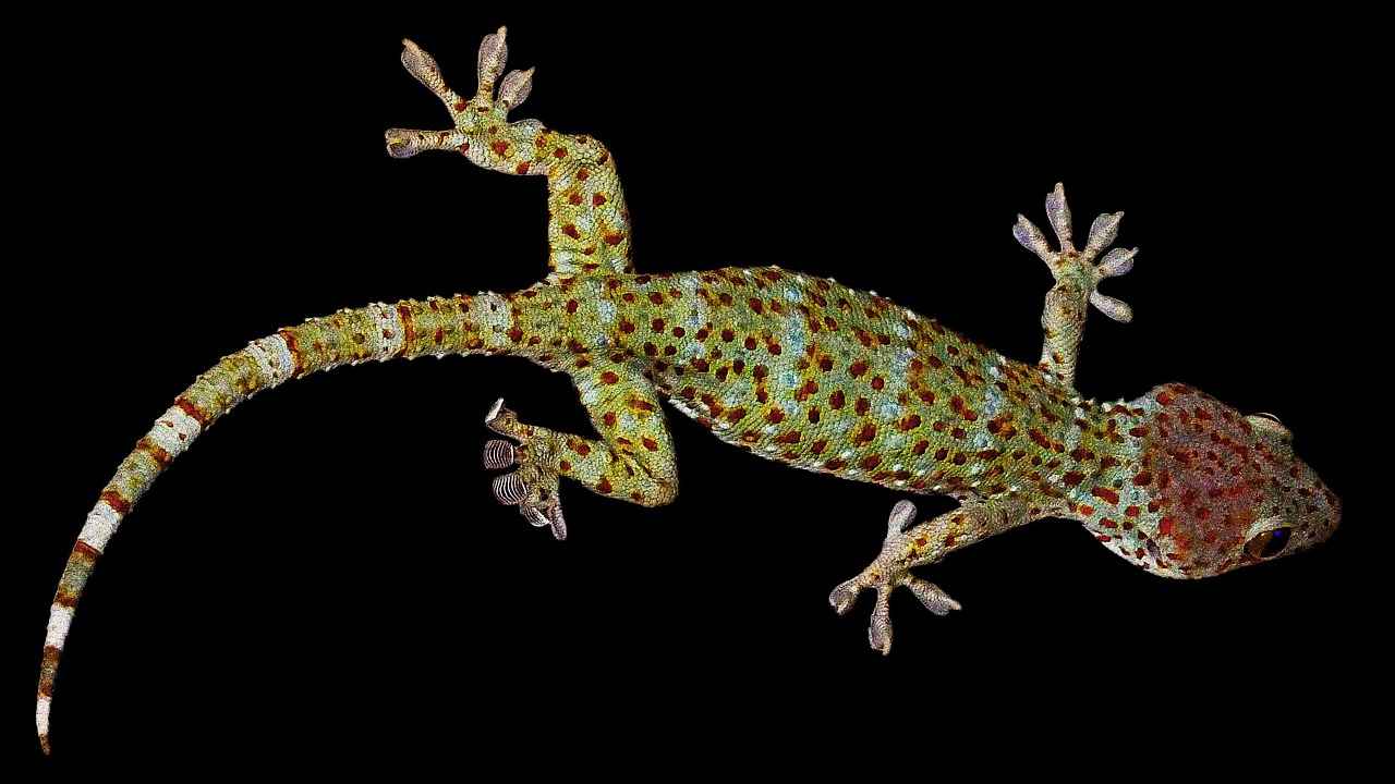 Marbled Geckos and Soil Health