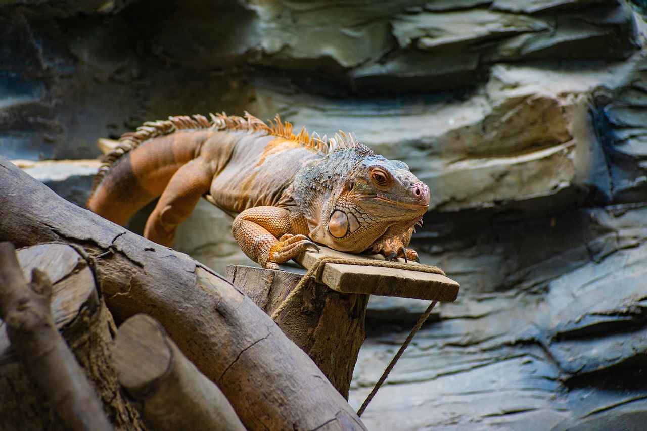Marbled Geckos as Indicators of Environmental Health