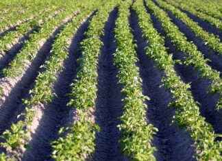 How do Potatoes Contribute to the Economy of Georgia How do Potatoes Contribute to the Economy of Georgia