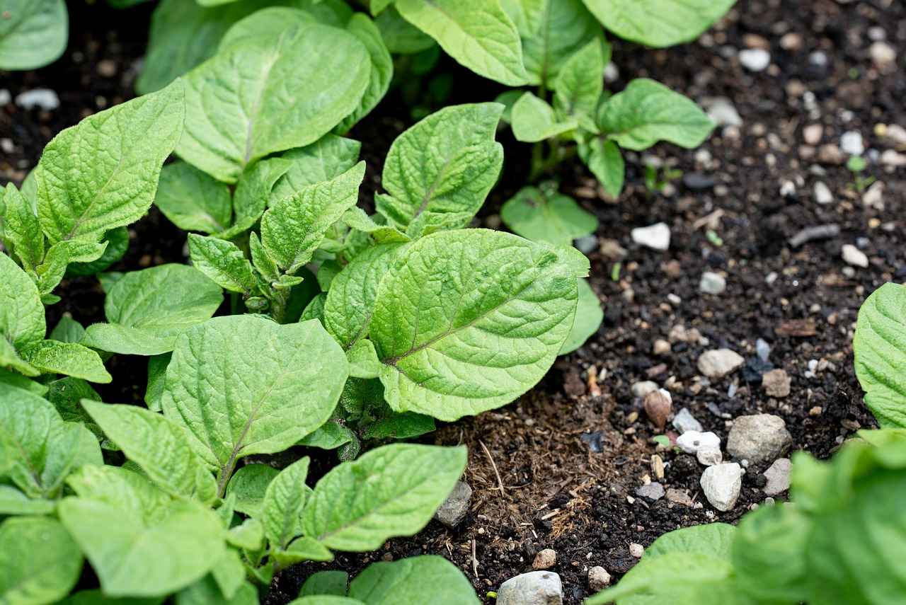 Environmental Impact of Potato Farming
