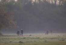 How Does Walking People’s Dogs Relate to Agriculture How Does Walking People’s Dogs Relate to Agriculture