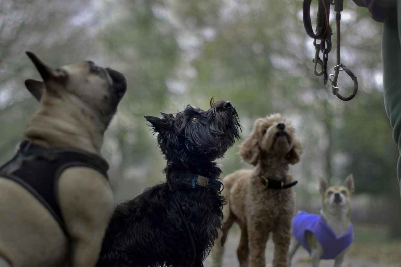Promoting Sustainable Practices Through Dog Walking