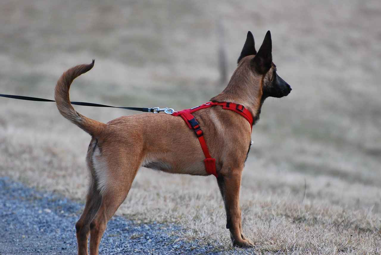 Community Engagement Through Dog Walking
