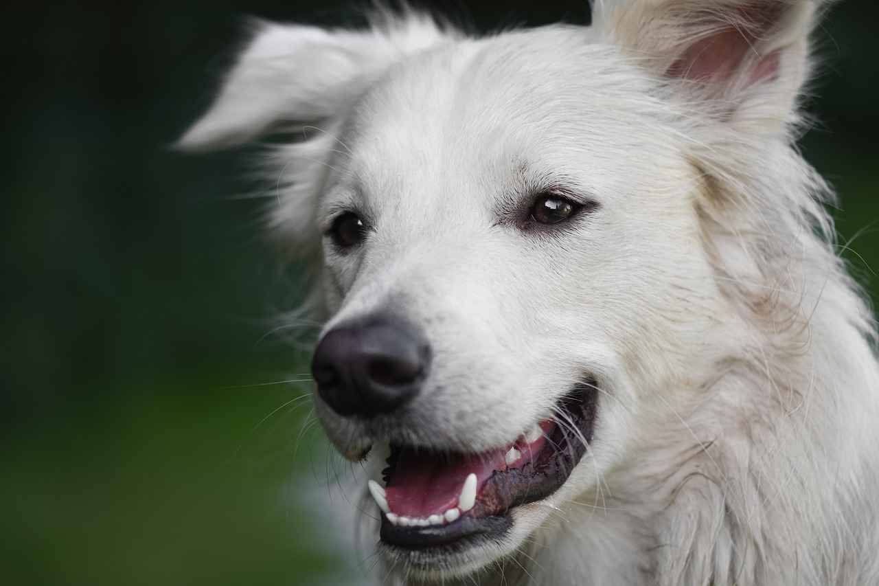 Health Benefits for Dogs and Owners