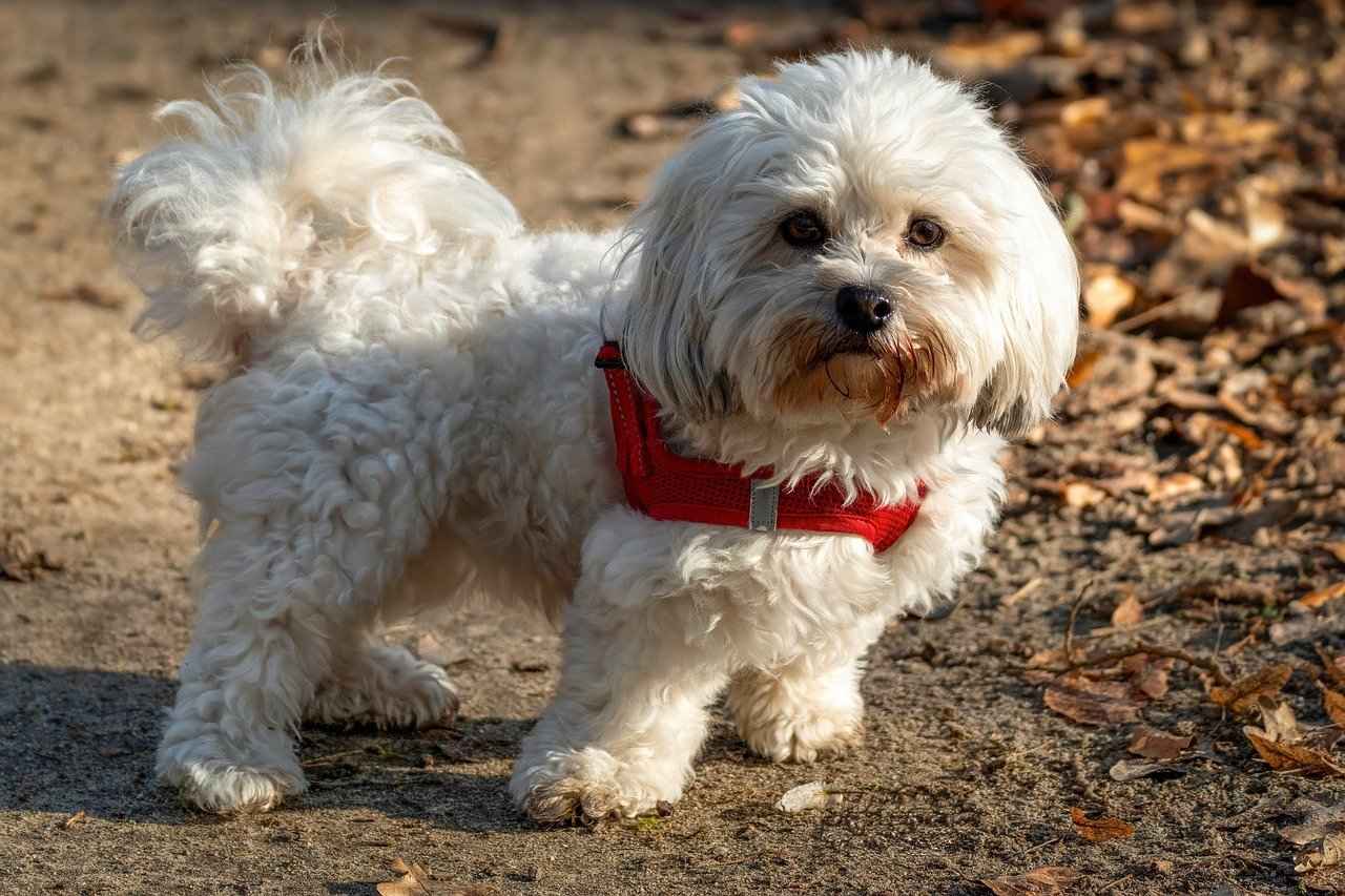 Dog Walking as a Form of Exercise