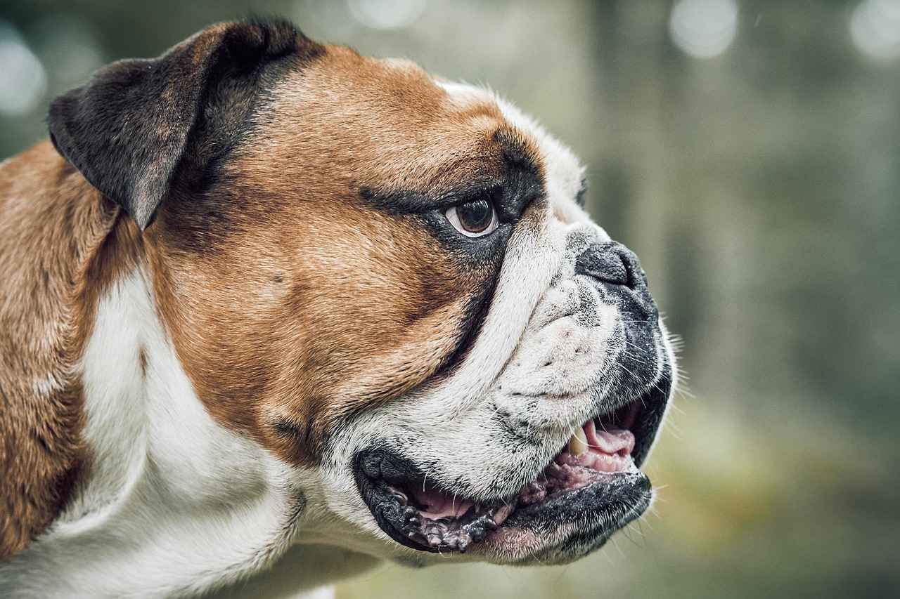 Economic Impact of Dog Walking Services